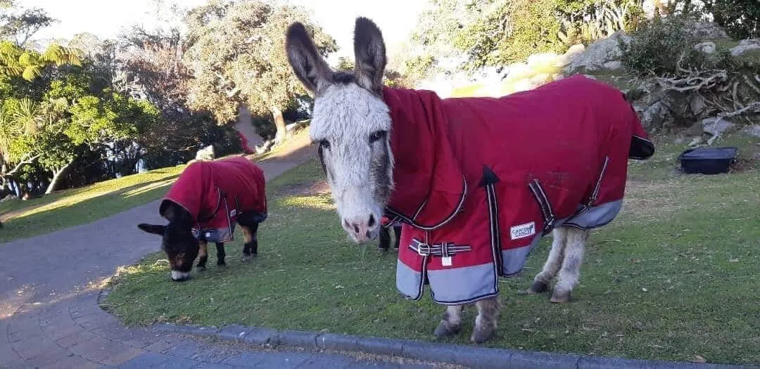 1200D No Fill Red/Grey Combo (Pony)-2022 Stock Clearance