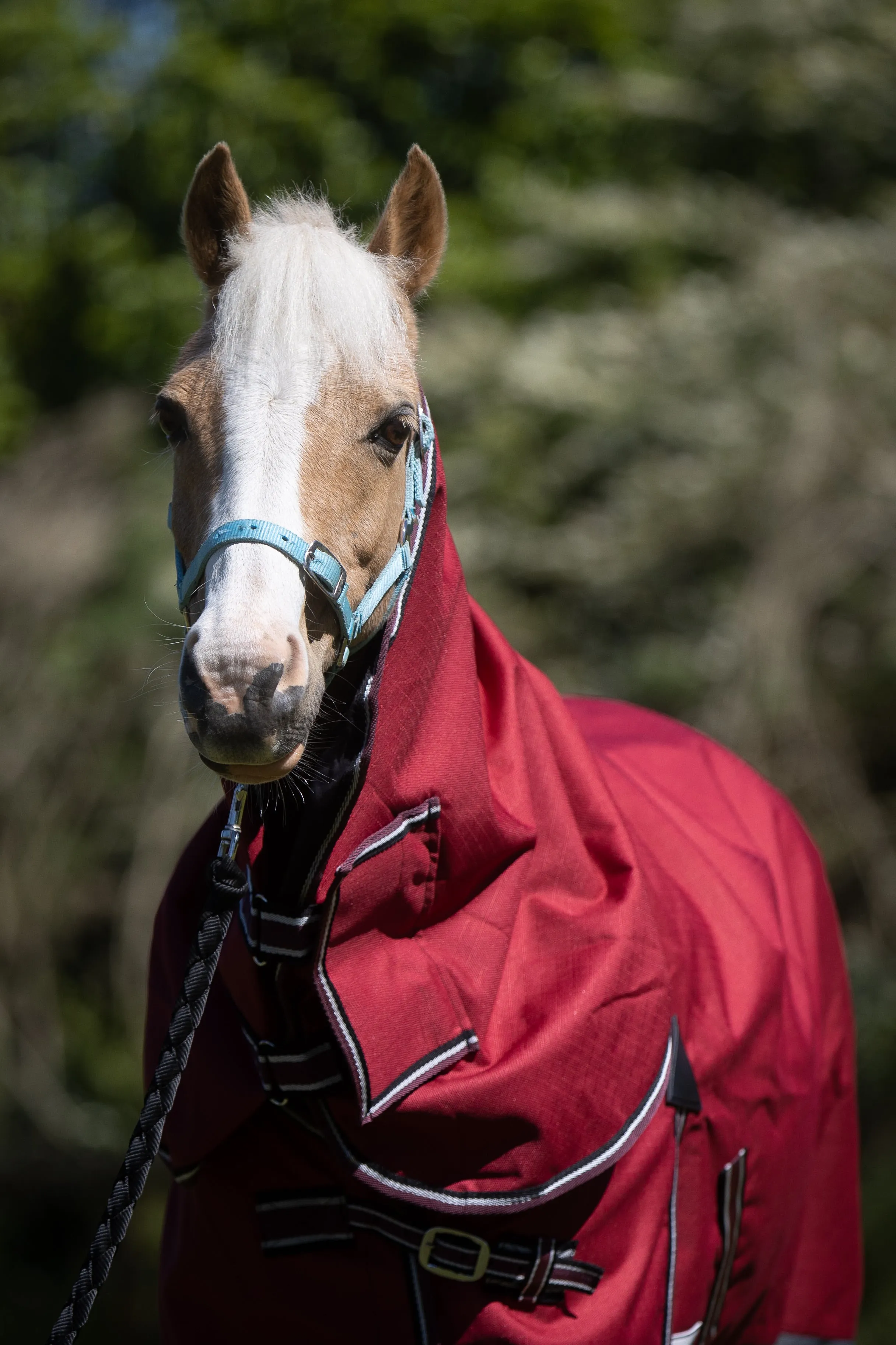 1200D No Fill Red/Grey Combo (Pony)-2022 Stock Clearance