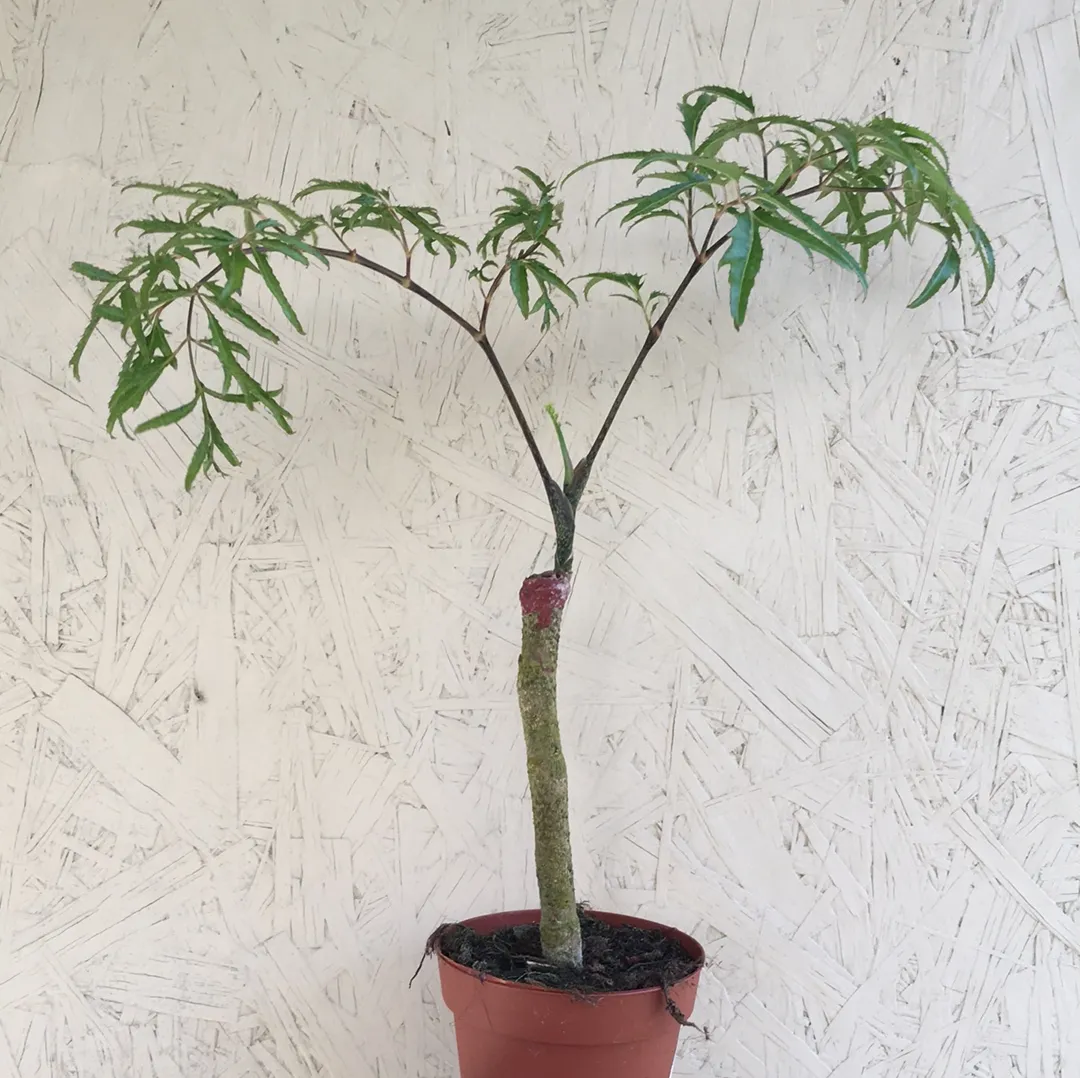 Aralia Ming Gold
