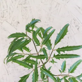 Aralia Ming Gold
